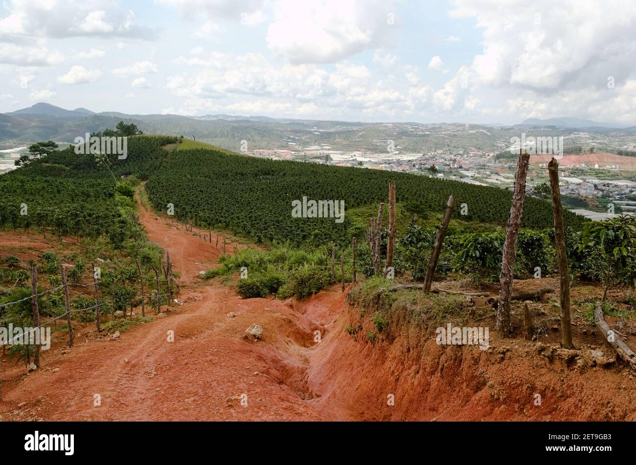 Dirt road along coffee plantations in the mountains near Da Lat city, Vietnam, August, 2015 Stock Photo