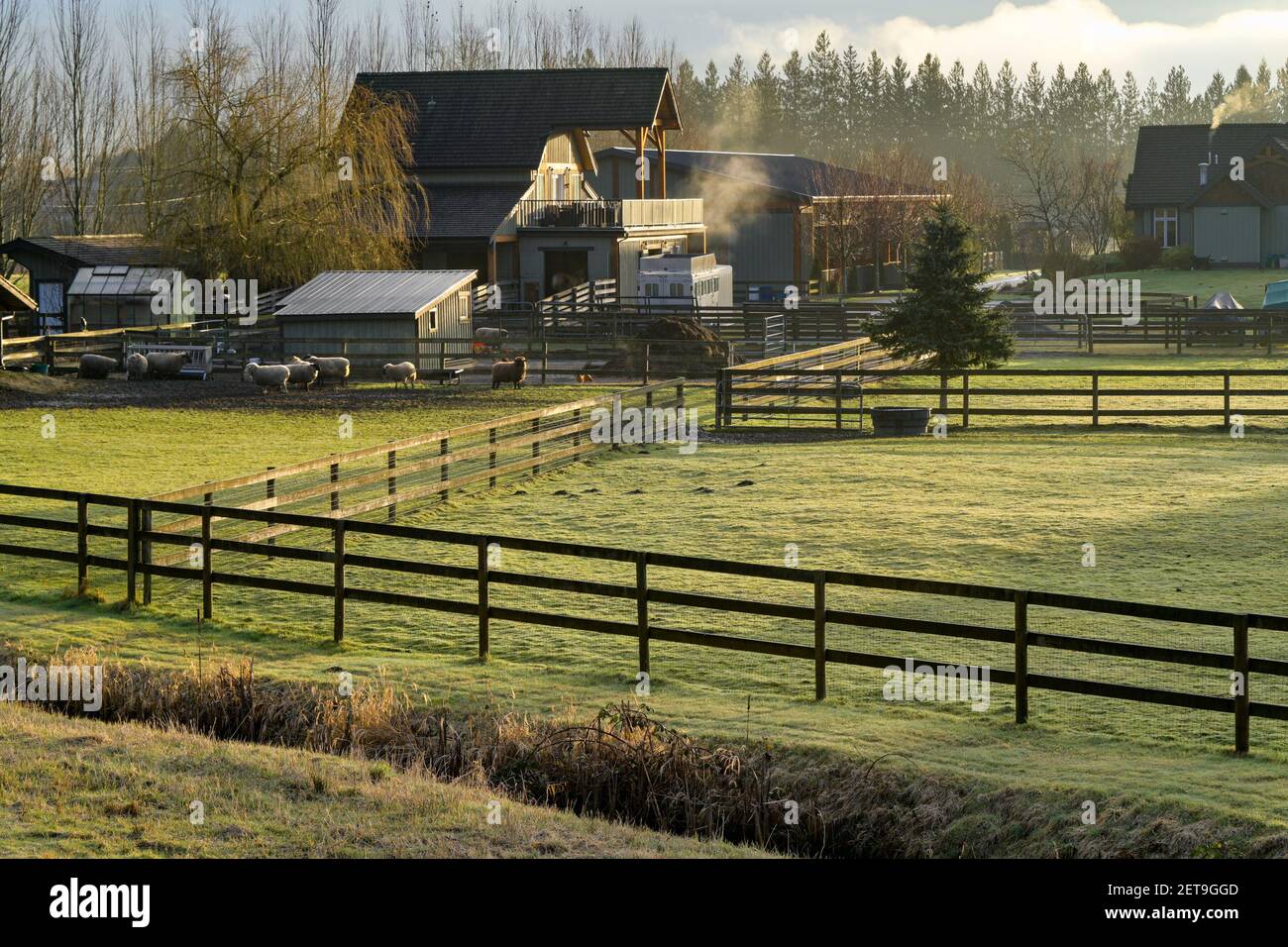 Farm with sheep, Pitt Meadows, British Columbia, Canada Stock Photo