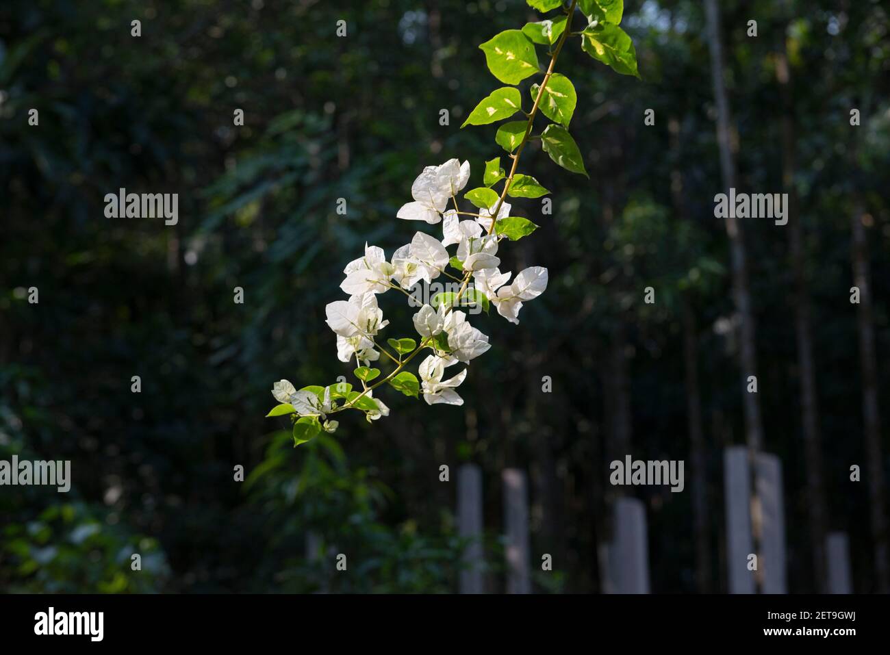 Bangladesh is a land of different types of flowers and tree. Stock Photo