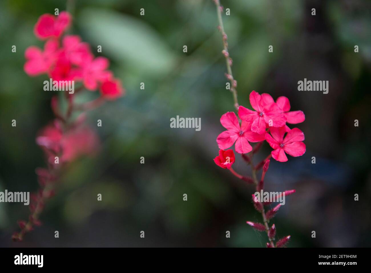 Bangladesh is a land of different types of flowers and tree. Stock Photo