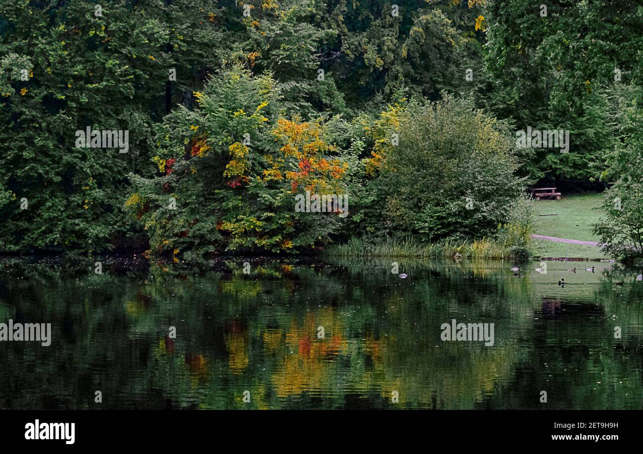 A mesmerizing view of a reflecting lake surrounded by dense green trees ...