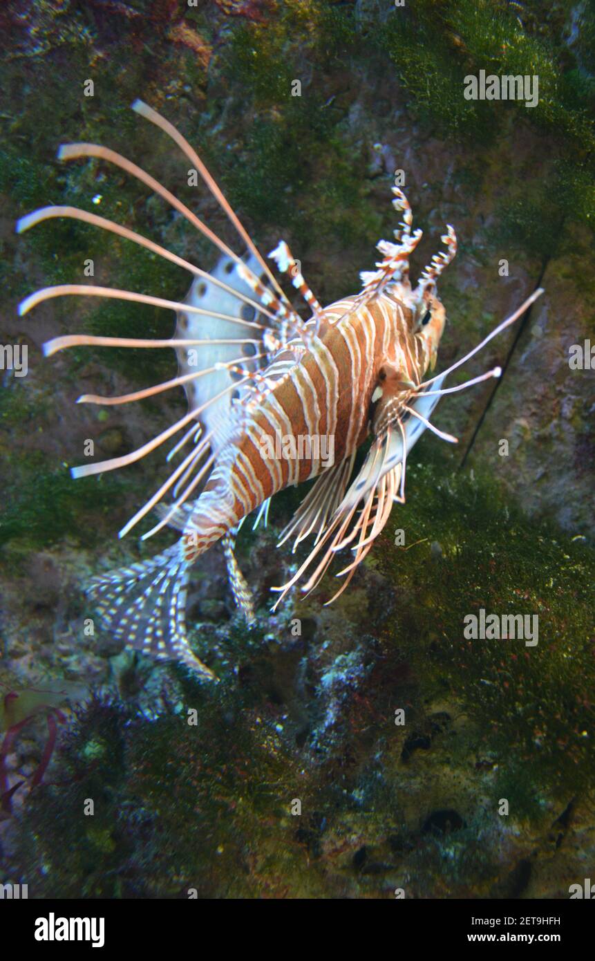 Tropical Fish In Aquarium Frankfurt Am Main Germany Stock Photo Alamy