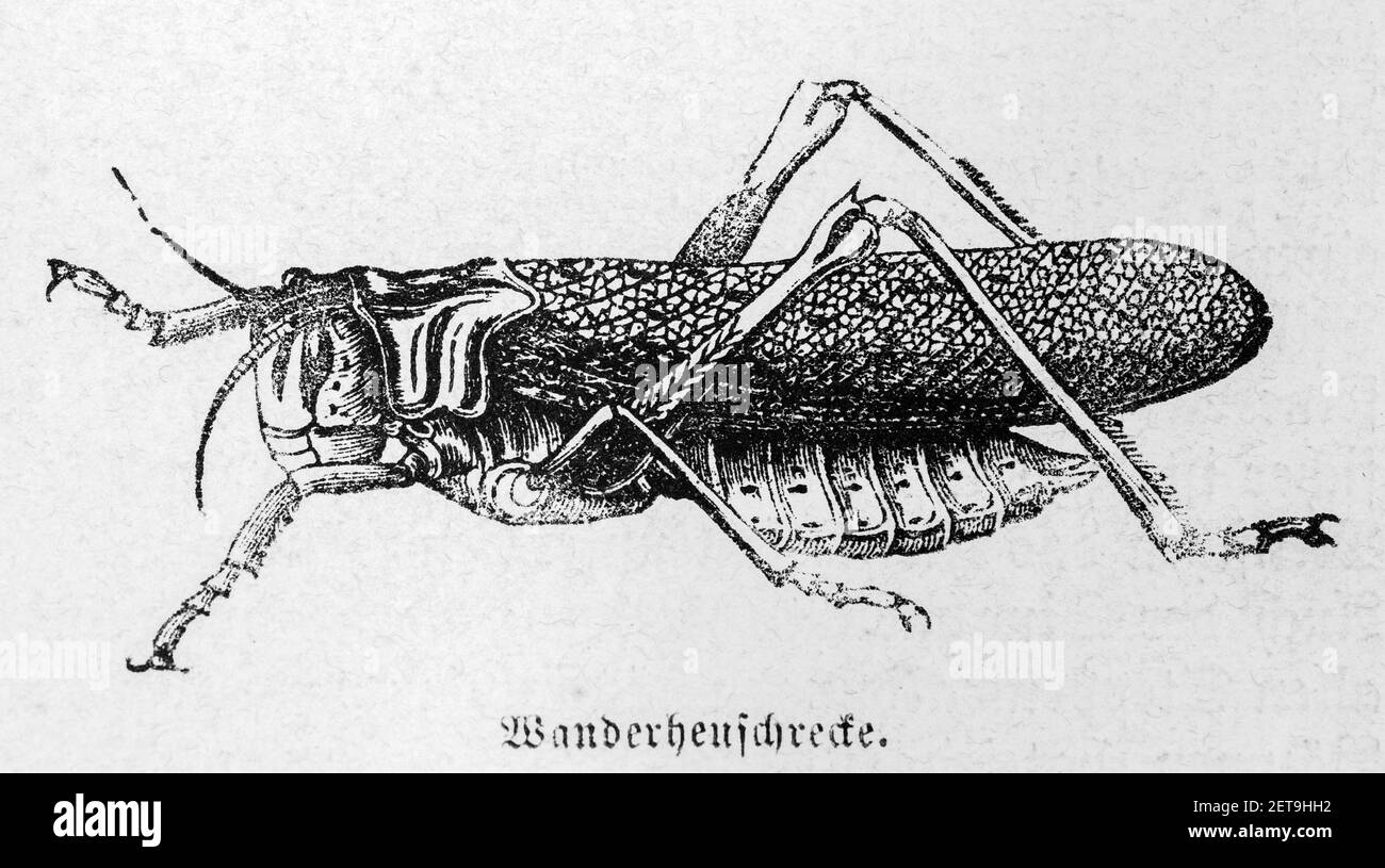 Grasshopper, Migratory locust, Wanderheuschrecke, Abyssina, Ethiopia, East Africa, Dr. Richard Andree, Abessinien, Land und Volk, Leipzig 1869 Stock Photo