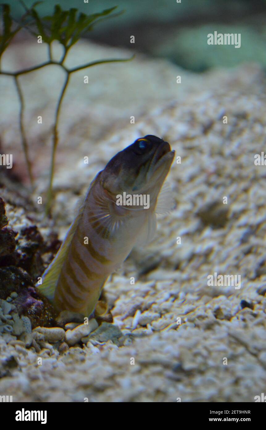 Tropical Fish In Aquarium Frankfurt Am Main Germany Stock Photo Alamy