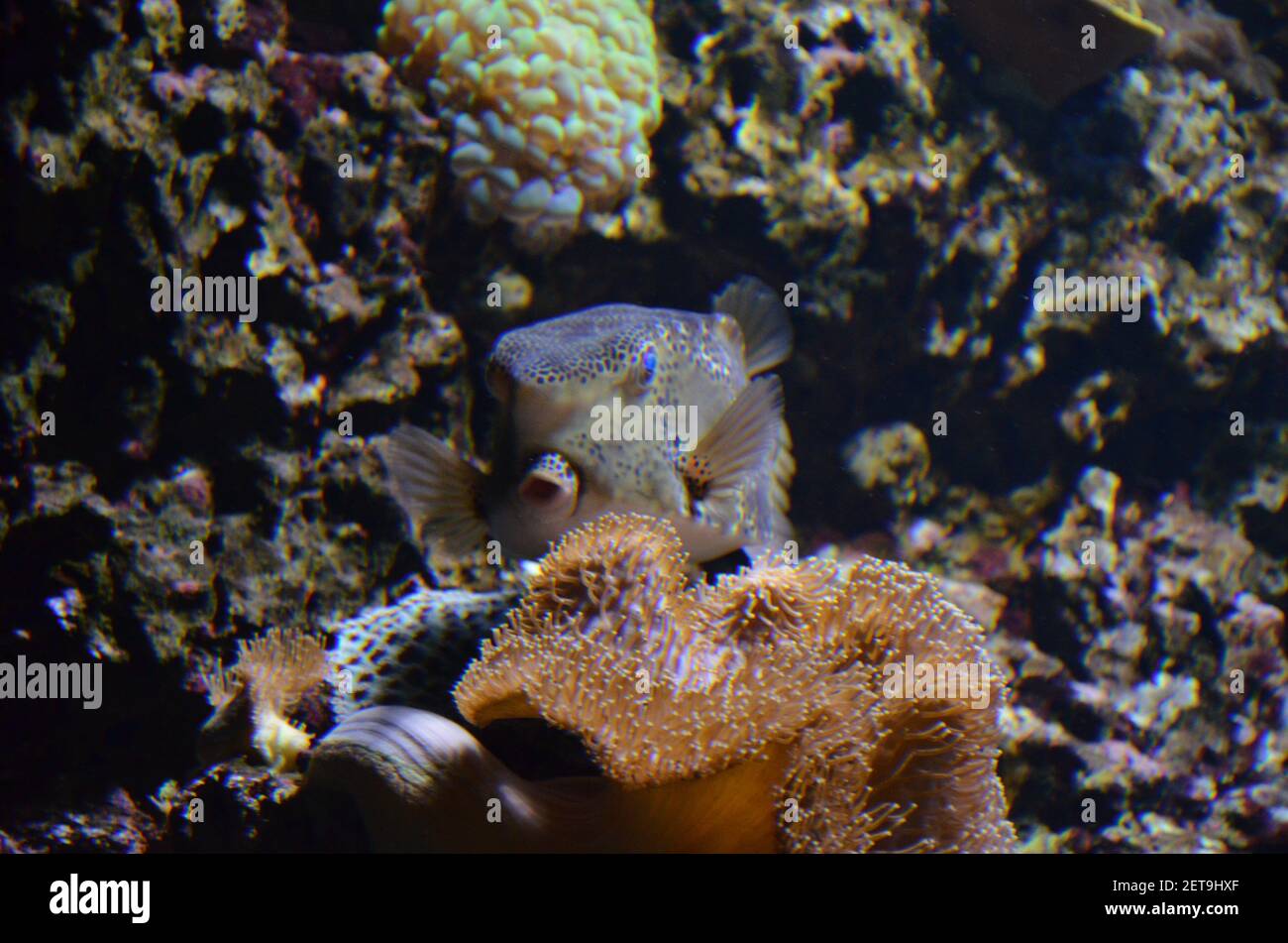 Tropical Fish In Aquarium Frankfurt Am Main Germany Stock Photo Alamy