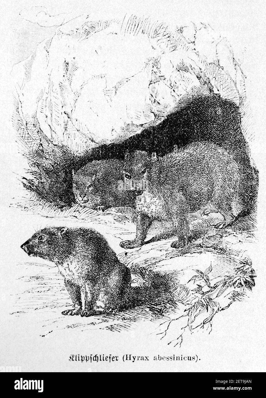 Rock hyrax or rock dassie or dassie (Procavia capensis),  Abyssina, Ethiopia, East Africa, Dr. Richard Andree, Abessinien, Land und Volk, Leipzig 1869 Stock Photo