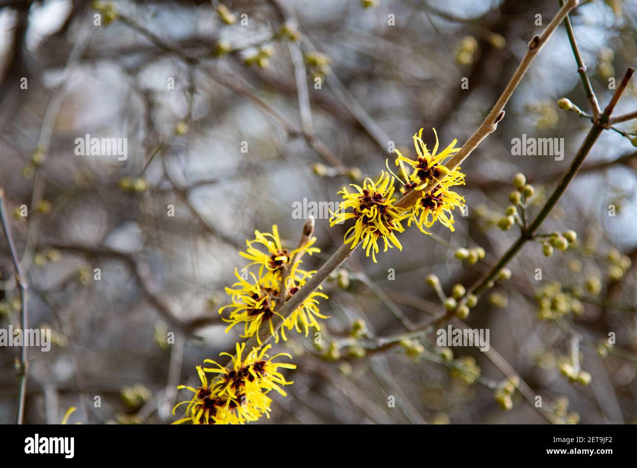 witch hazel flowering in early spring Stock Photo