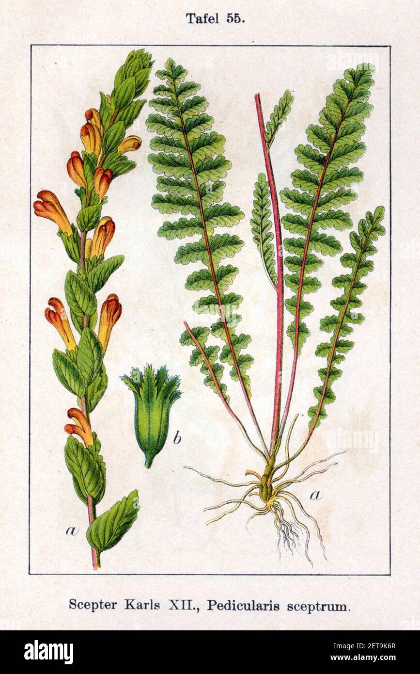 Pedicularis sceptrum-carolinum Sturm55. Stock Photo