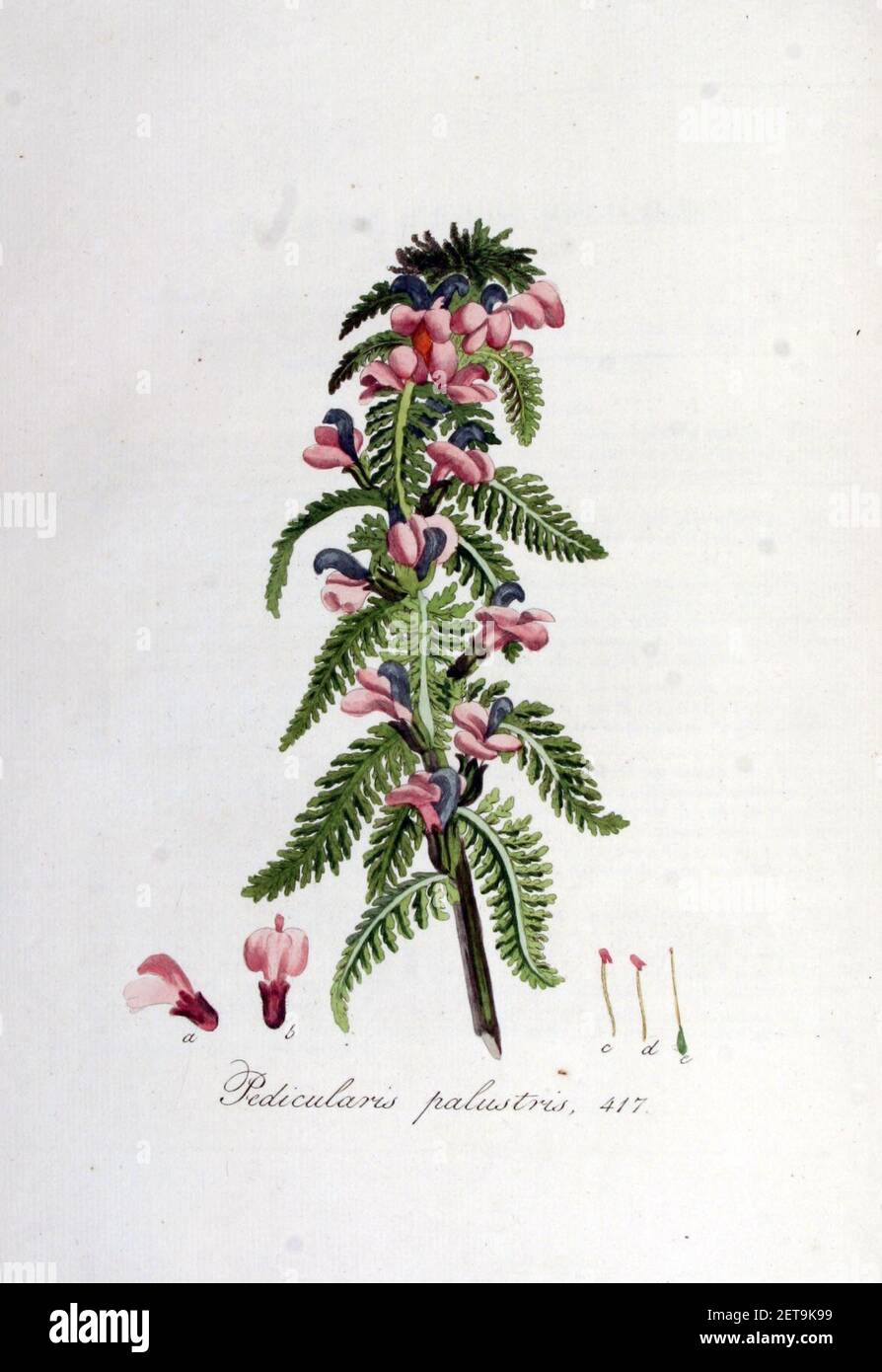 Pedicularis palustris — Flora Batava — Volume v6. Stock Photo