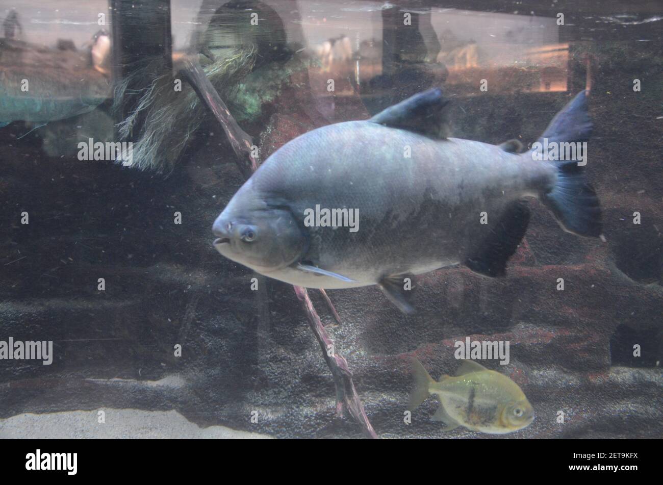 Tropical Fish In Aquarium Frankfurt Am Main Germany Stock Photo Alamy