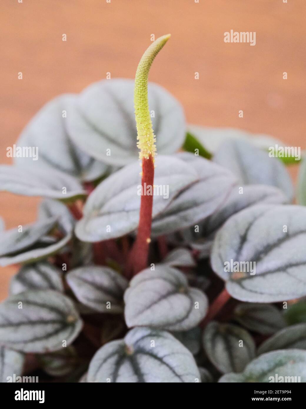 A vertical shot of a potted blooming peperomia caperata mendoza with a blurry background Stock Photo