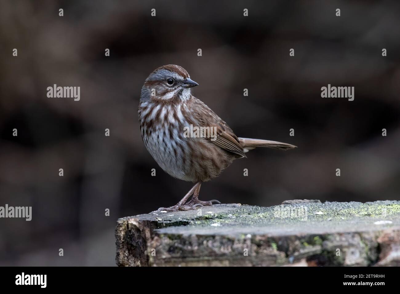 song sparrow bird at British Columbia Canada; north american Stock Photo