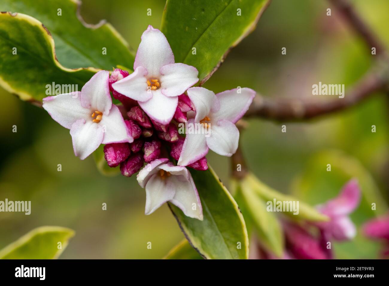 Macro shot of perfume princess Daphne flowers in bloom Stock Photo - Alamy