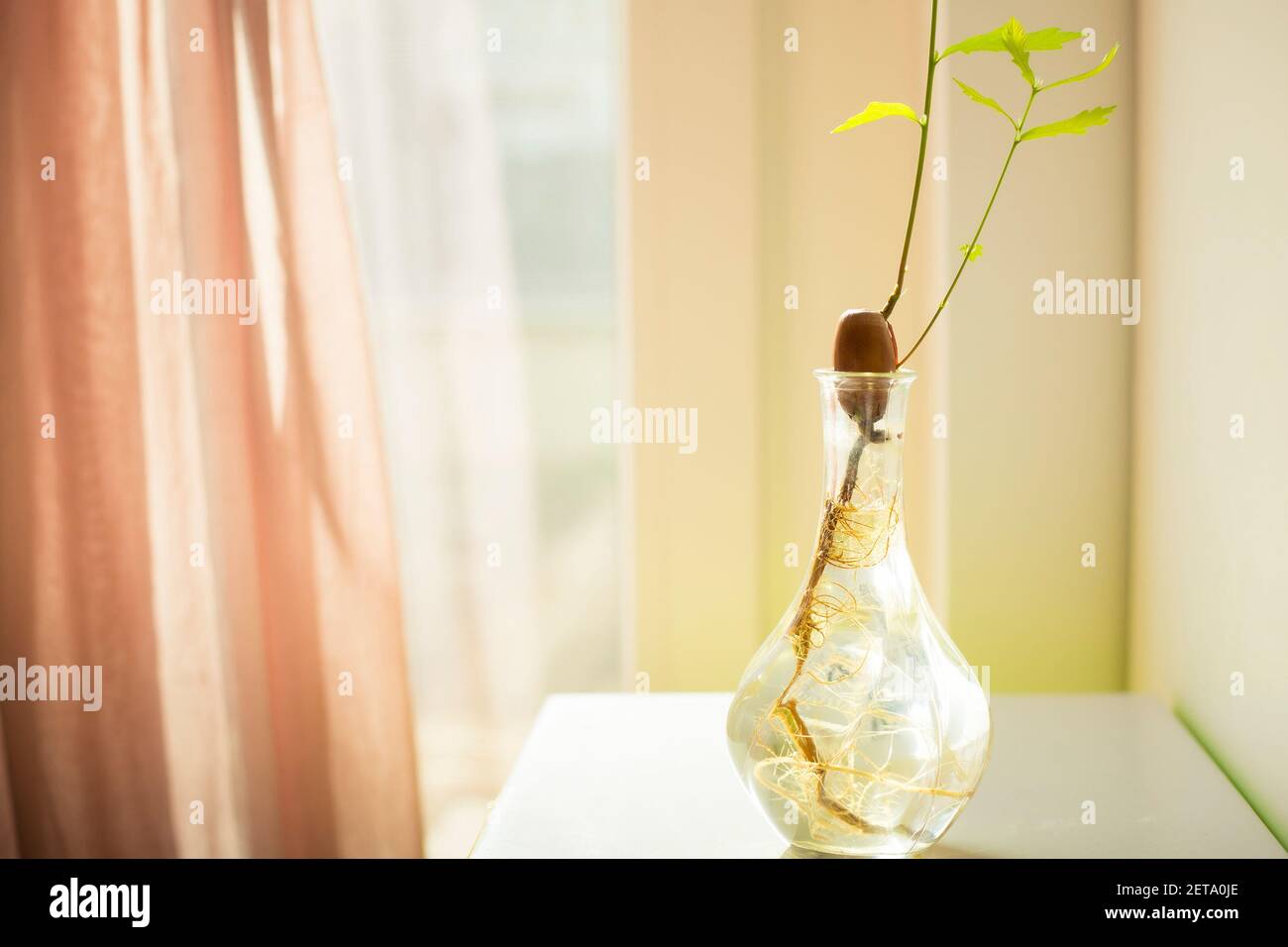 Oak tree (Quercus robur)  acorn with tiny green leaves sprouting in a small glass vase filled with water. Home decor idea, natural inspiration. Stock Photo