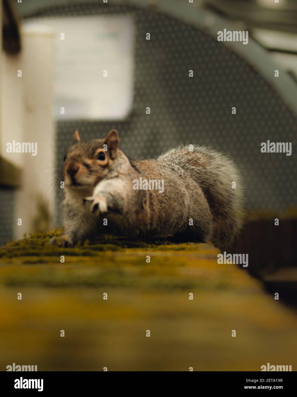Shocking Squirrel Funny squirrel shocked hi-res stock photography and images - Alamy