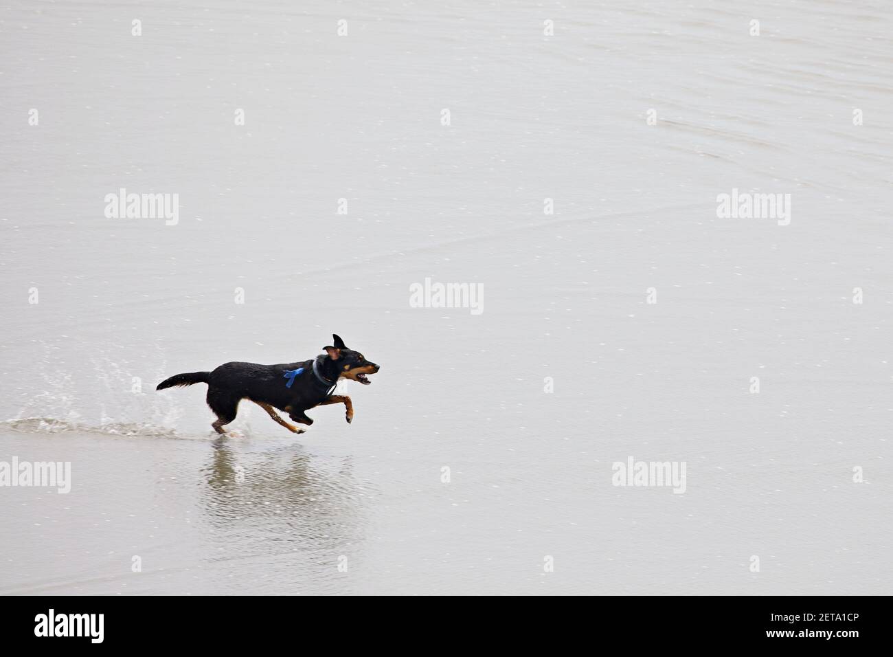 Dog playing at the beach Stock Photo