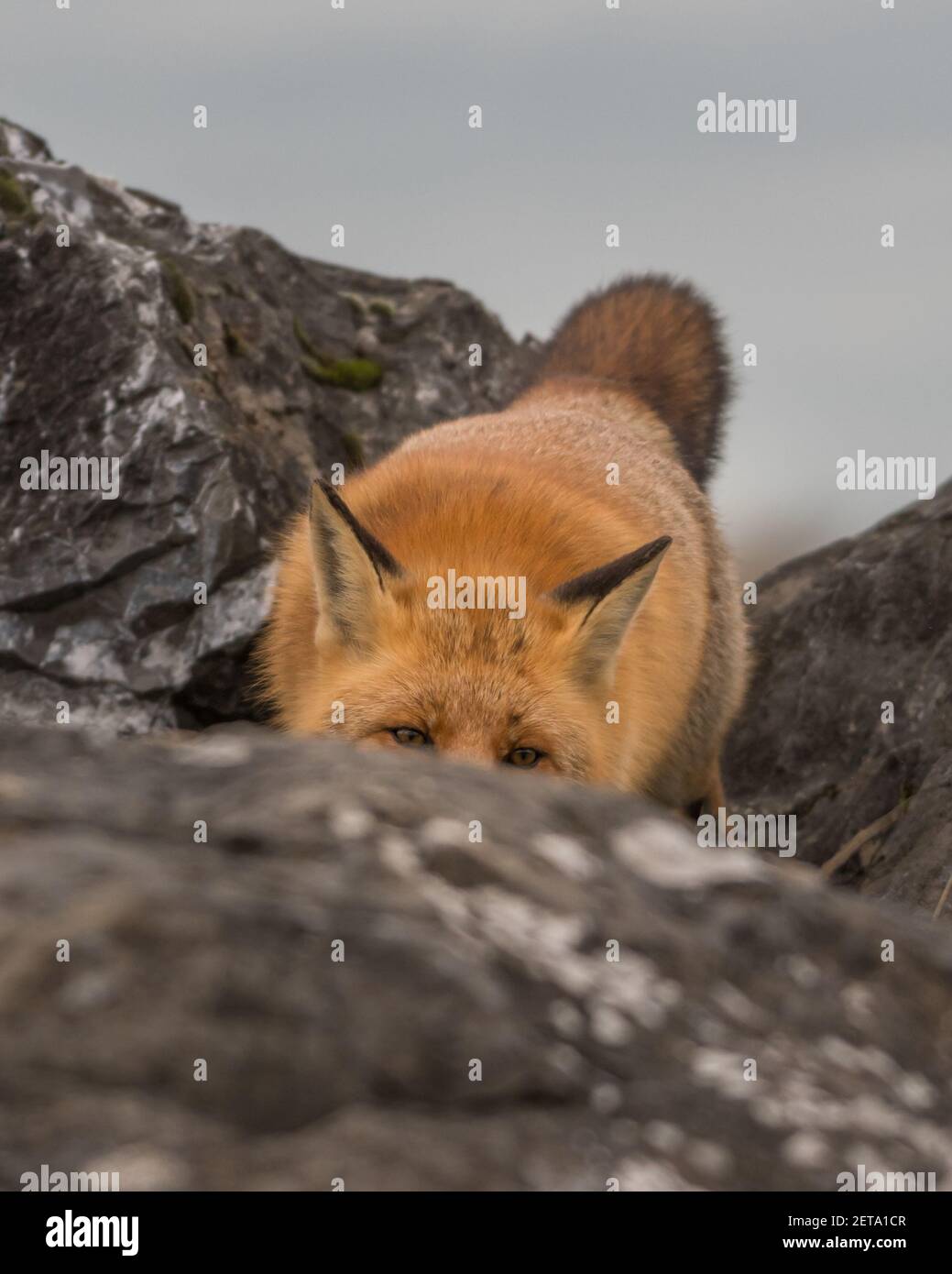 Fox Jumping Rocks A red fox climbing over the rocks, photographed in the Netherlands ...