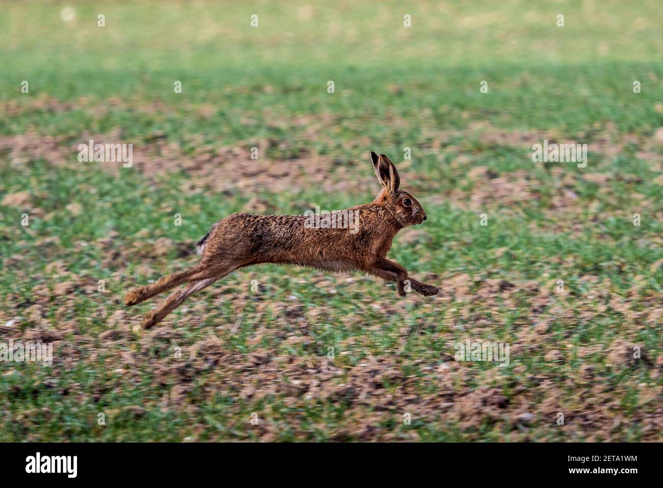 Running Hare - European Hare running across a field in Cambridgeshire Southern England. Brown Hare running. Lepus europaeus. Stock Photo