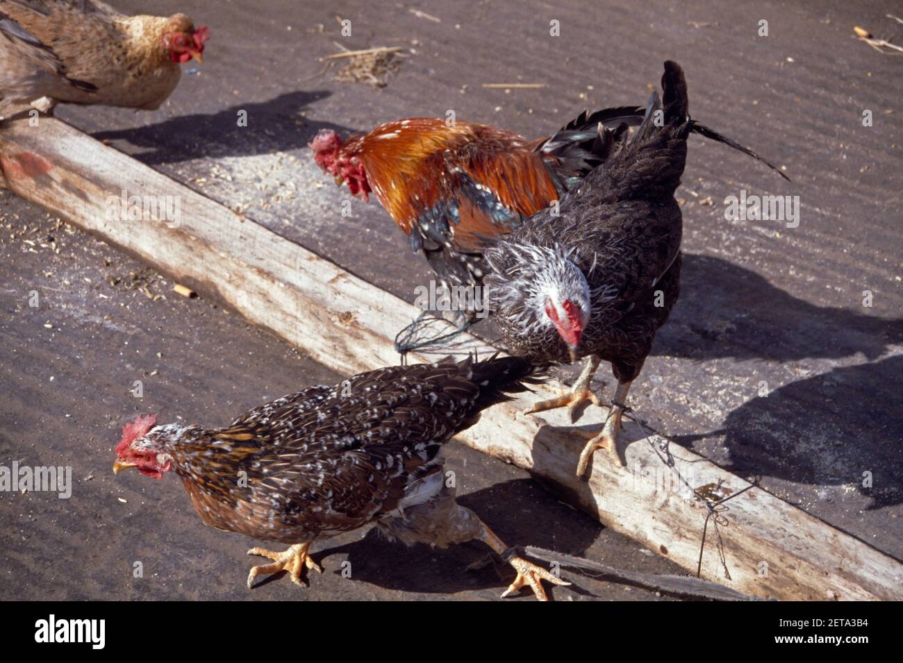 Sharjah UAE Free Range Chickens Stock Photo