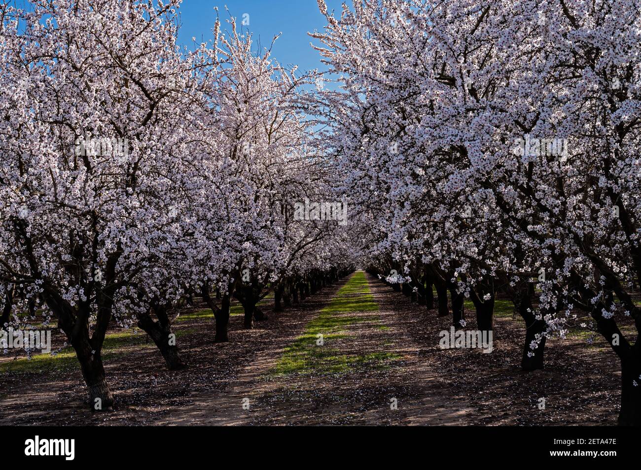 Almond Blossoms in French Camp, California Stock Photo