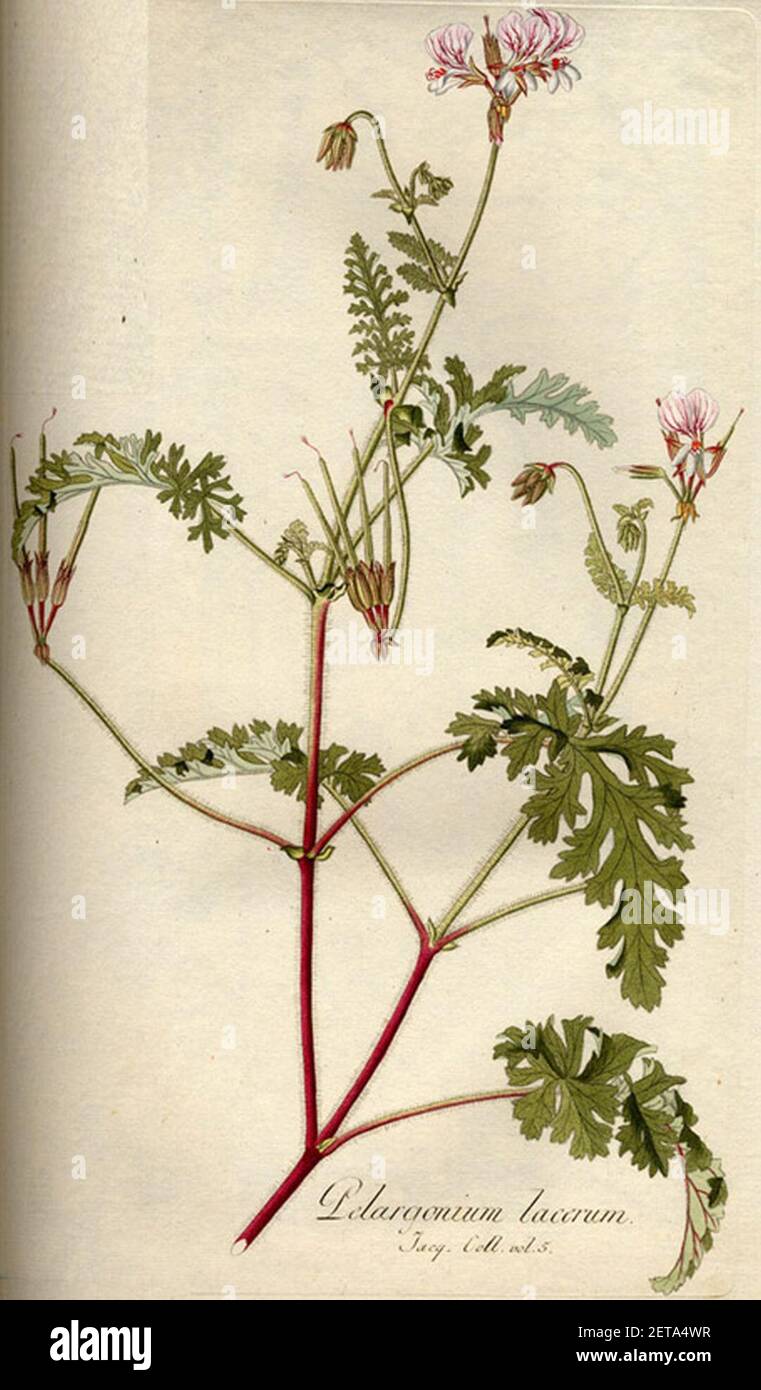 Pelargonium myrrhifolium var. myrrhifolium B532. Stock Photo