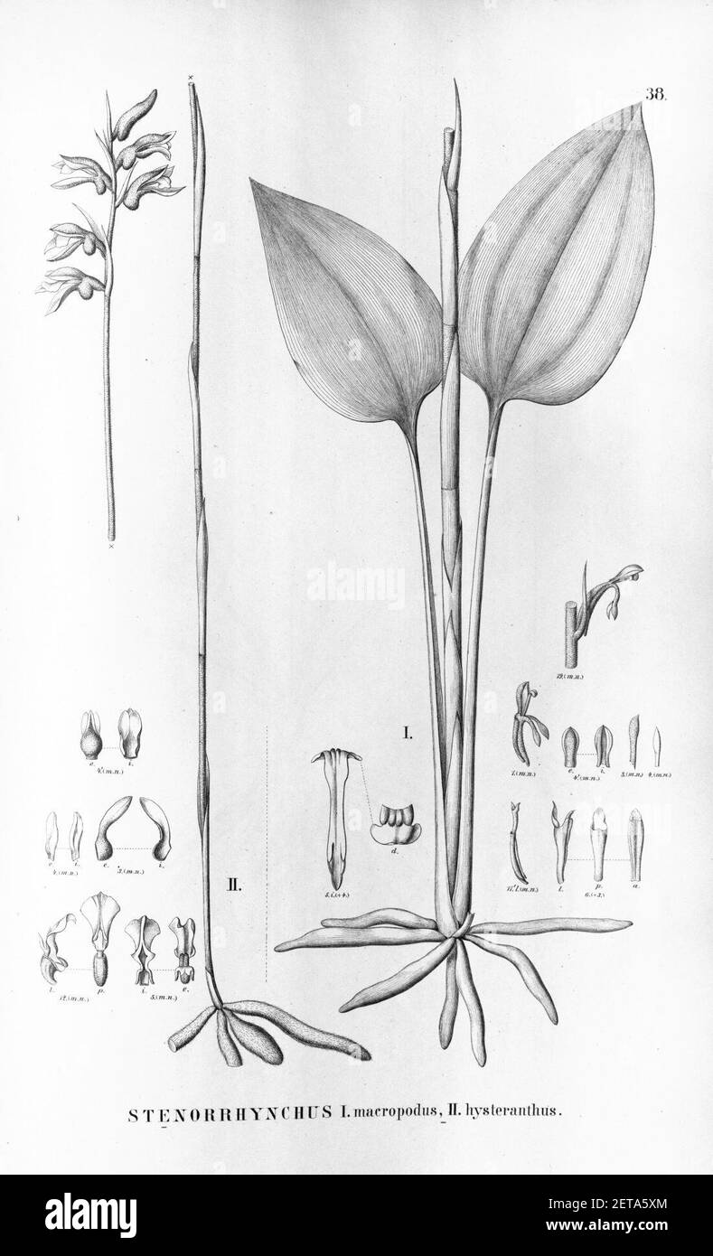 Pelexia macropoda (as Stenorrhynchos macropodum) - Pelexia hysterantha (as syn. Stenorrhynchos hysteranthum) - Flora Brasiliensis 3-4-38. Stock Photo