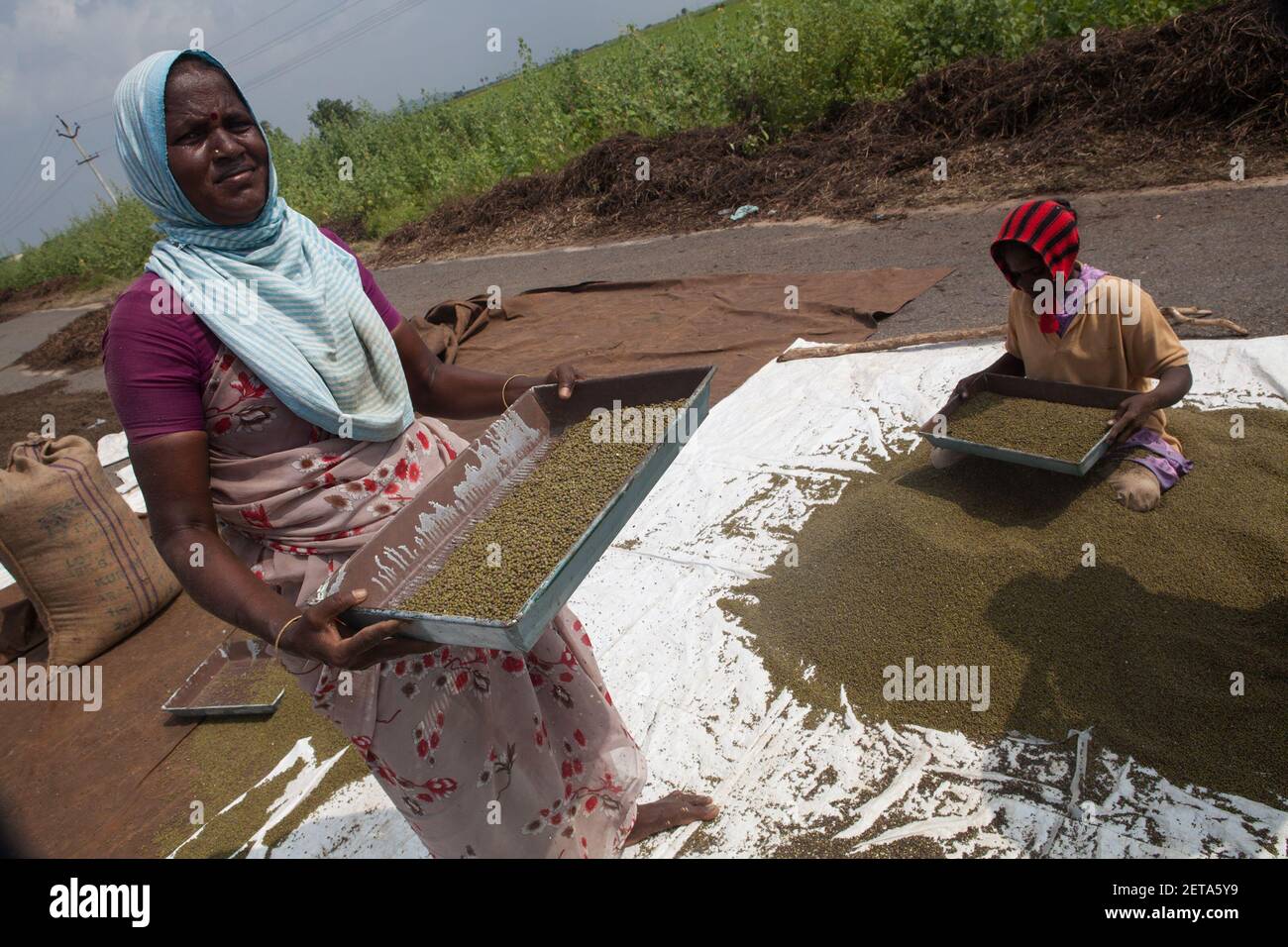 Women winnowing mustard seeds in Madya Pradesh, India Stock Photo