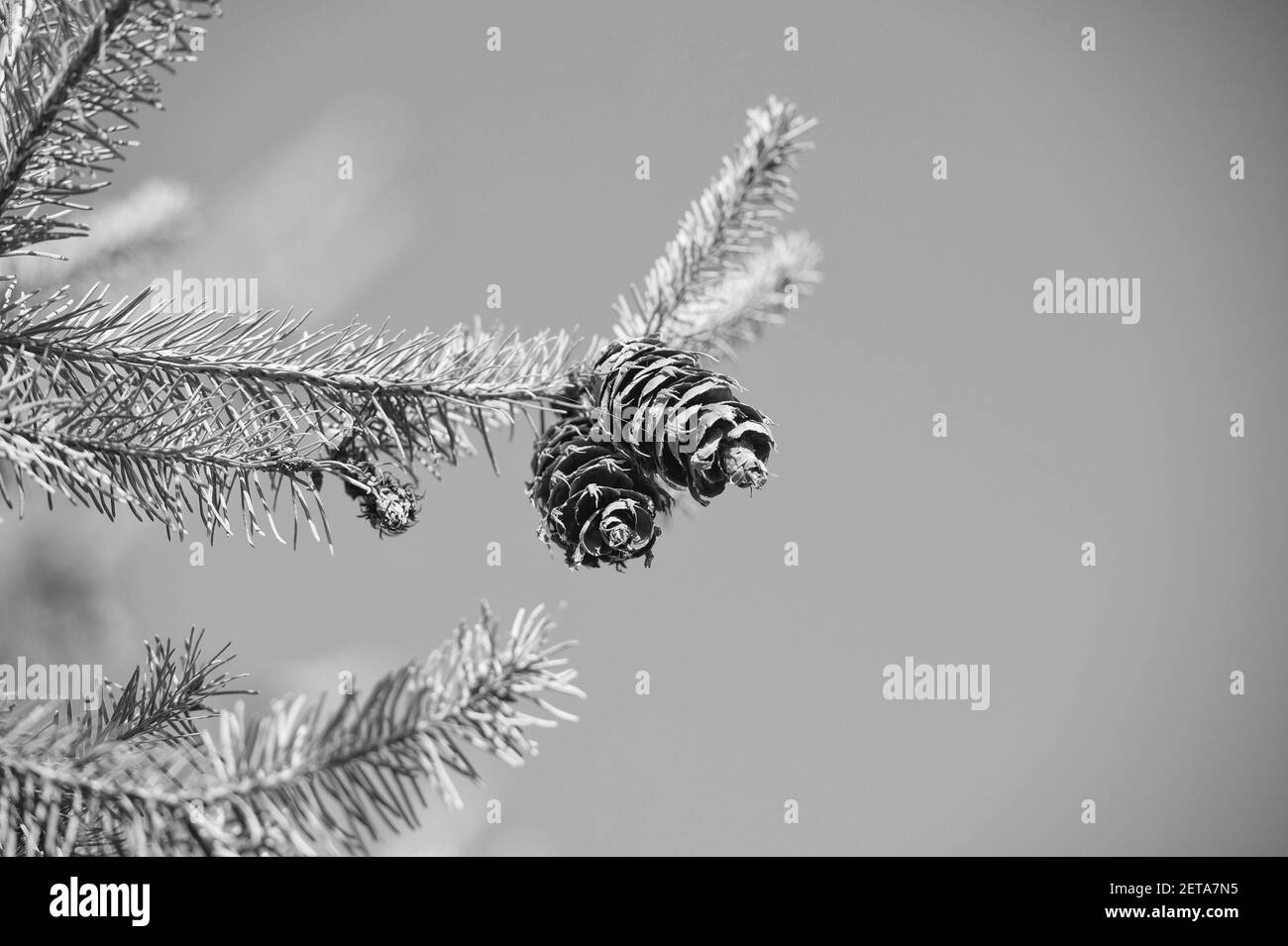 Coniferous ornamental Black and White Stock Photos & Images - Alamy
