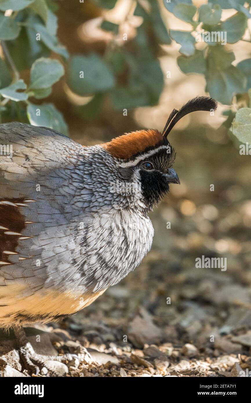 Herbivore and insectivore hires stock photography and images Alamy