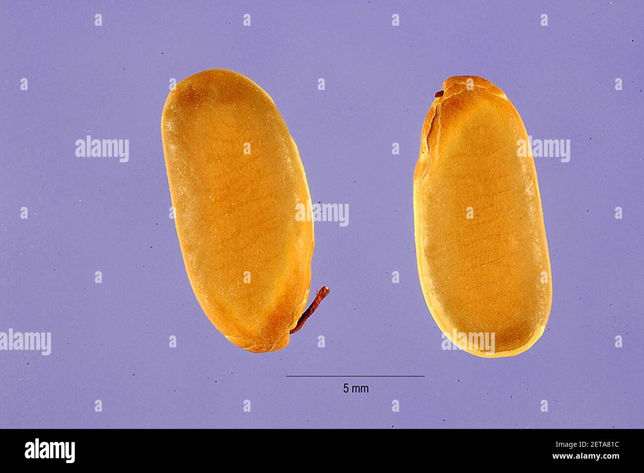 Peltophorum pterocarpum fruit. Stock Photo
