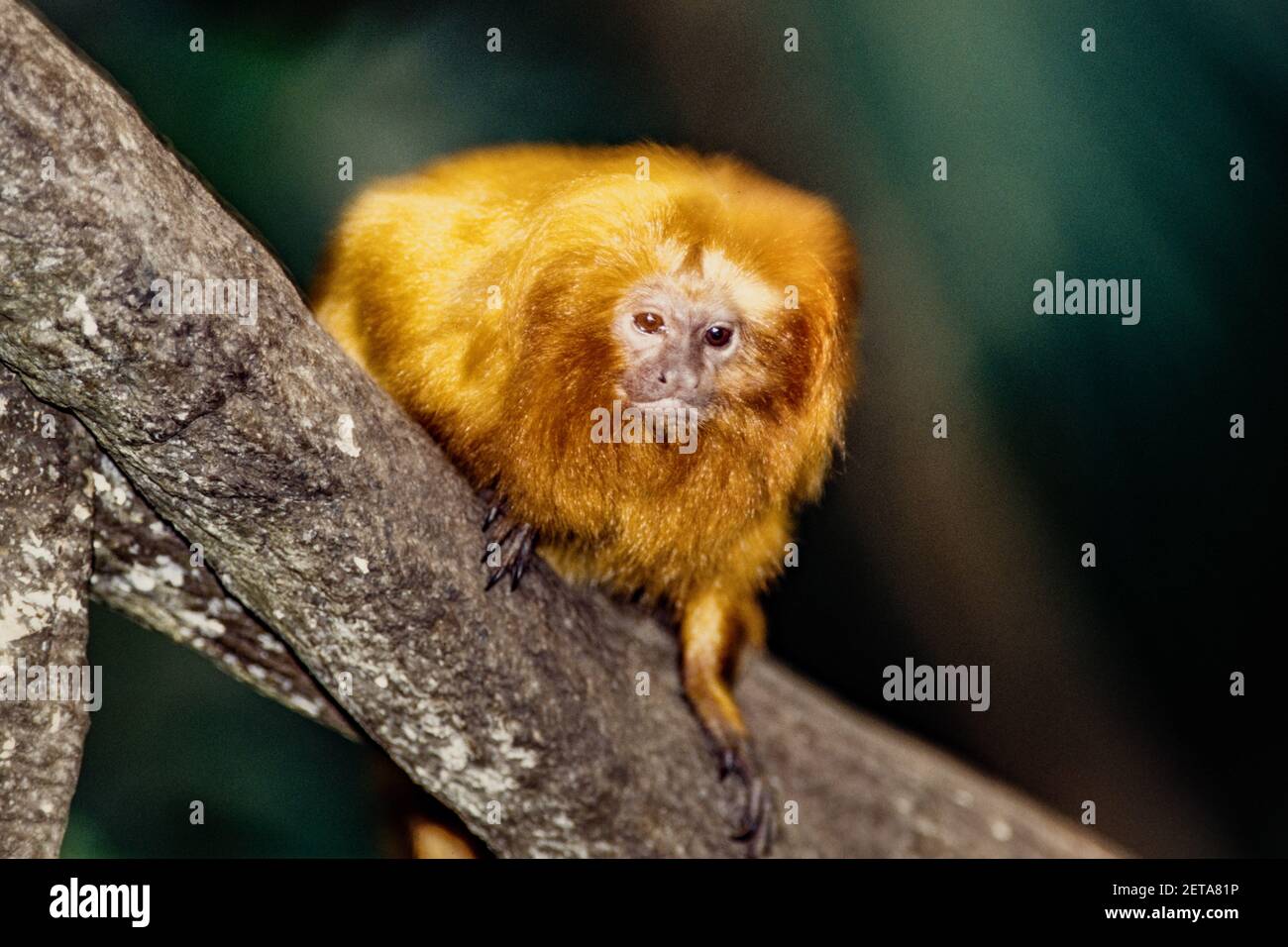 The Golden Lion Tamarin or Golden Marmoset - Leontopithecus rosalia, is a tiny, squirrel-sized monkey. They are endemic to Brazil. Stock Photo