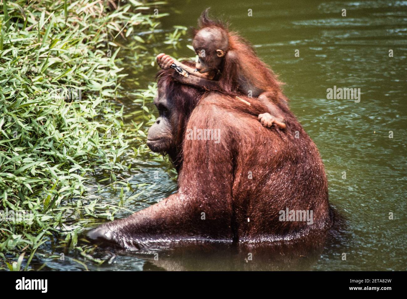 A baby Bornean Orangutan, Pongo Pygmaeus, rides on its mother's back as ...
