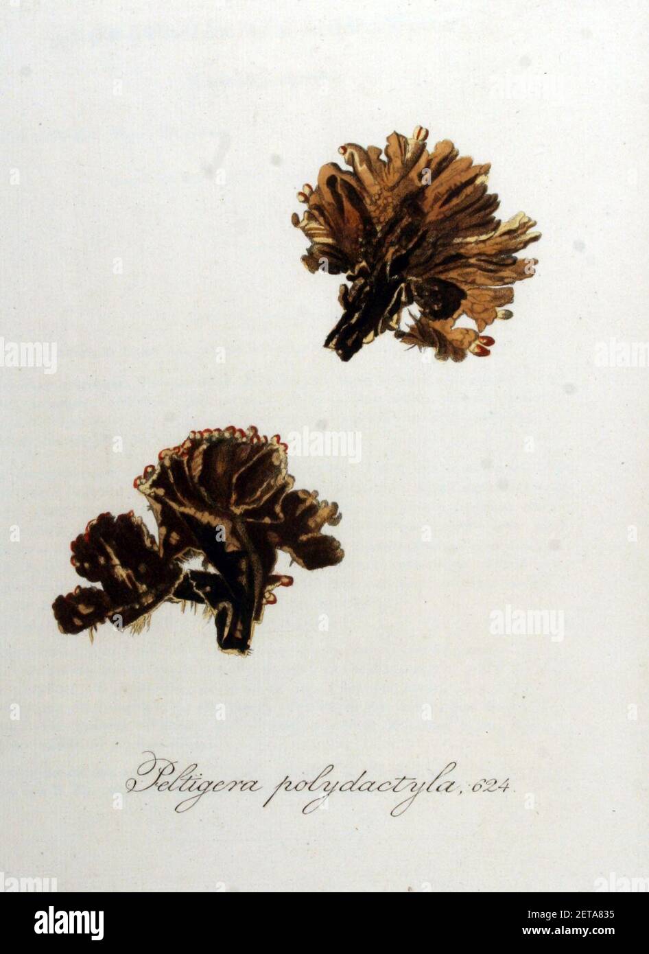 Peltigera polydactyla — Flora Batava — Volume v8. Stock Photo