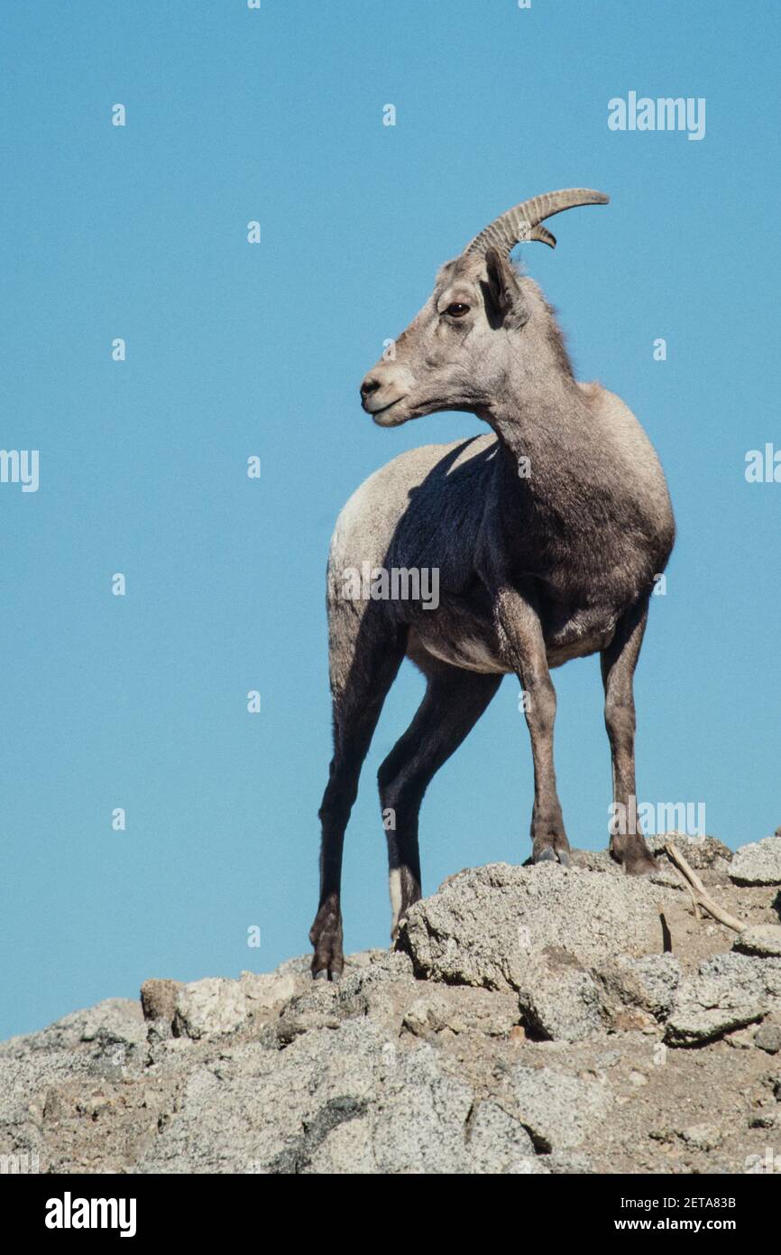 A female Desert Bighorn Sheep in the rugged desert mountains of the