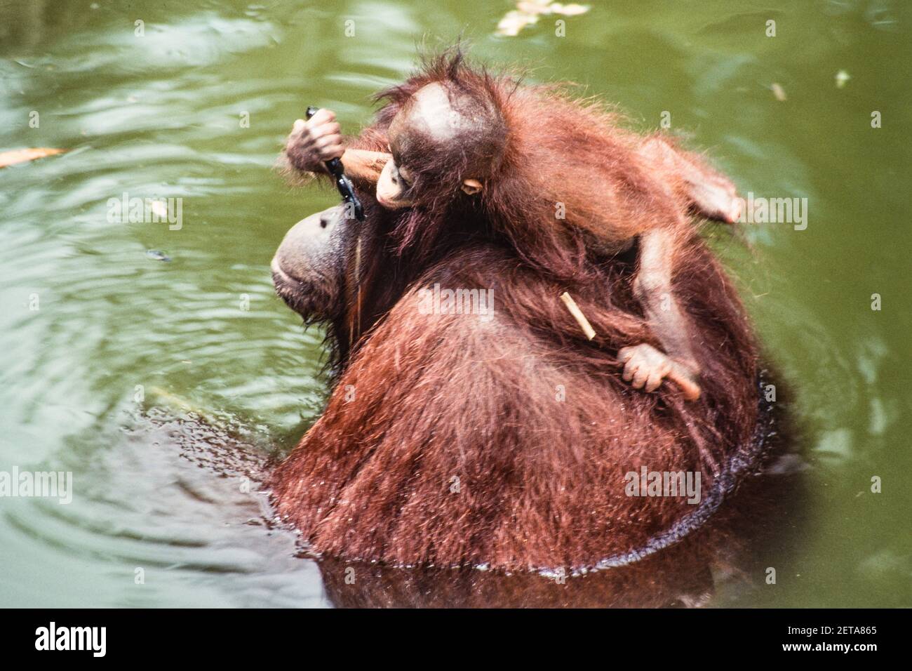 A baby Bornean Orangutan, Pongo Pygmaeus, rides on its mother's back as ...