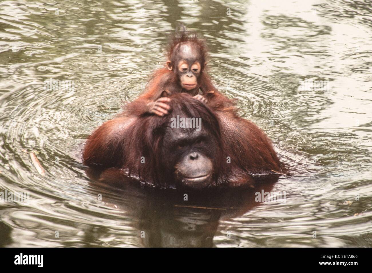 Baby pongo pygmaeus mother tree hi-res stock photography and images - Alamy
