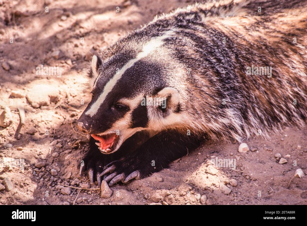 Badger nocturnal animal lives underground hi-res stock photography and  images - Alamy