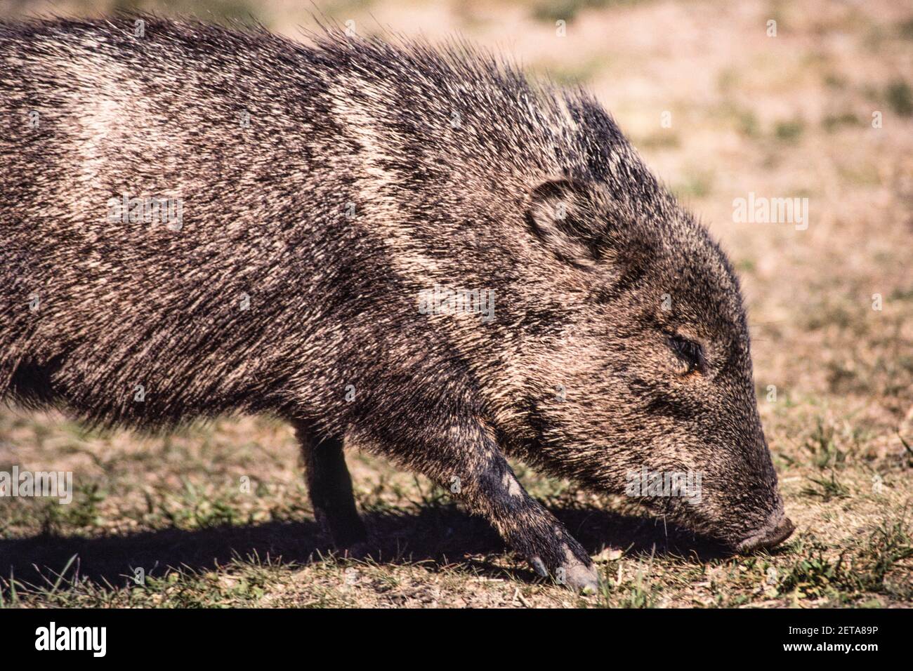 A collared peccary in the Chisos Mountains of Big Bend National Park in