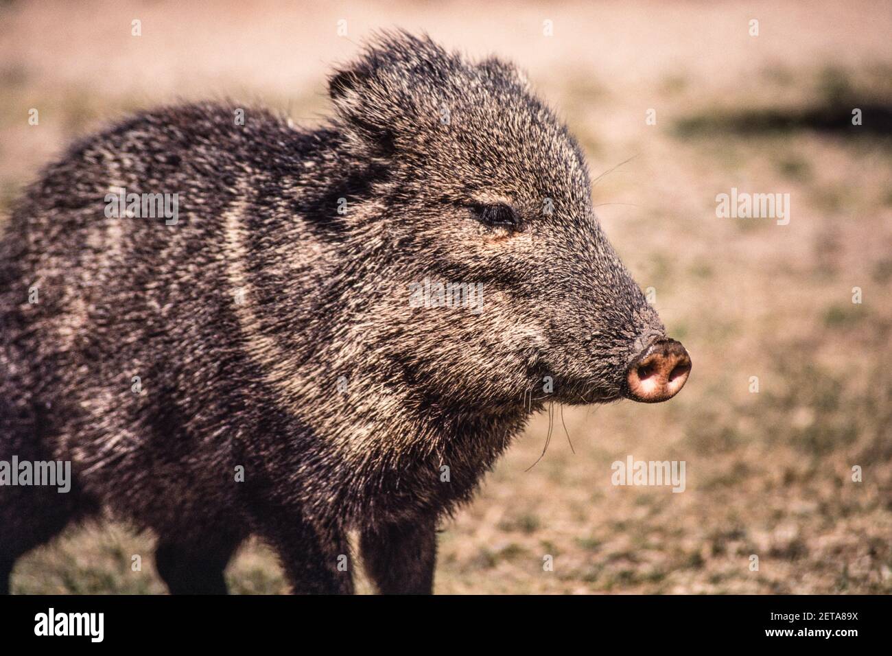 A collared peccary in the Chisos Mountains of Big Bend National Park in