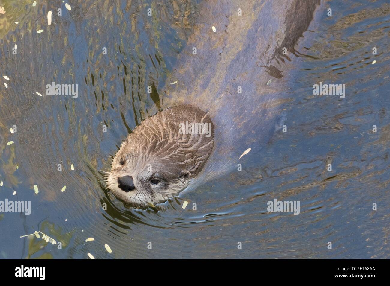 A Northern River Otter, Lontra canadensis, in the Arizona Sonoran Desert Museum near Tucson, Arizona. Stock Photo