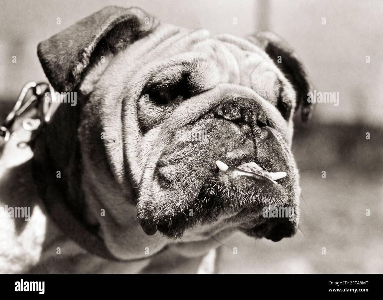 1920s 1930s ENGLISH BULLDOG FACE WITH TWO TEETH STICKING OUT FROM HIS ...