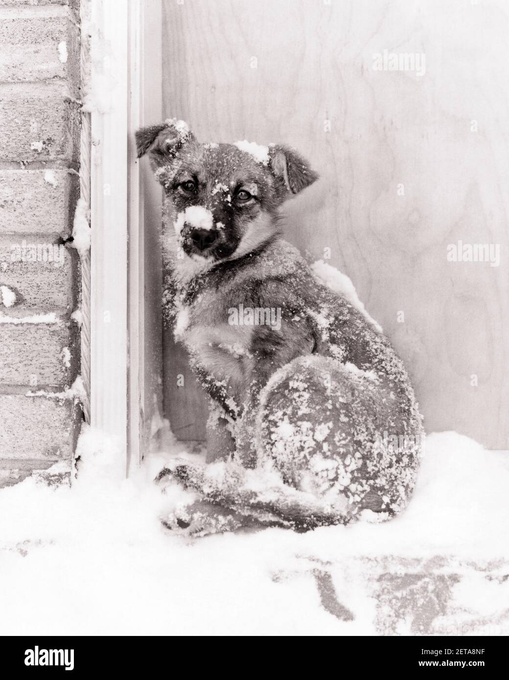 Dog shivering hotsell from cold