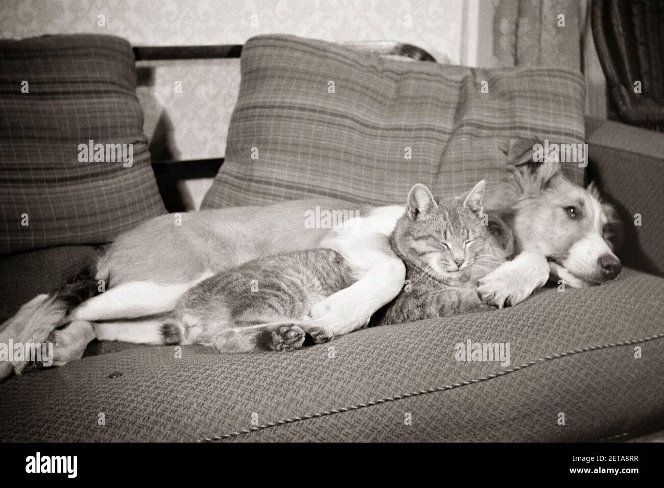1950s FRIENDS CAT AND DOG SLEEPING TOGETHER ON A COUCH DOG HAS HIS