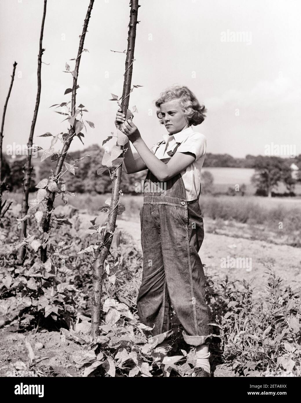 1930s PRE-TEEN BLONDE FARM GIRL WEARING DENIM BIB OVERALLS TENDING TO POLE  BEANS IN VEGETABLE GARDEN - f1613 HAR001 HARS BEANS CONFIDENCE DENIM  AGRICULTURE B&W SUMMERTIME CHORE FARMERS CONNECTION STYLISH TYING BIB