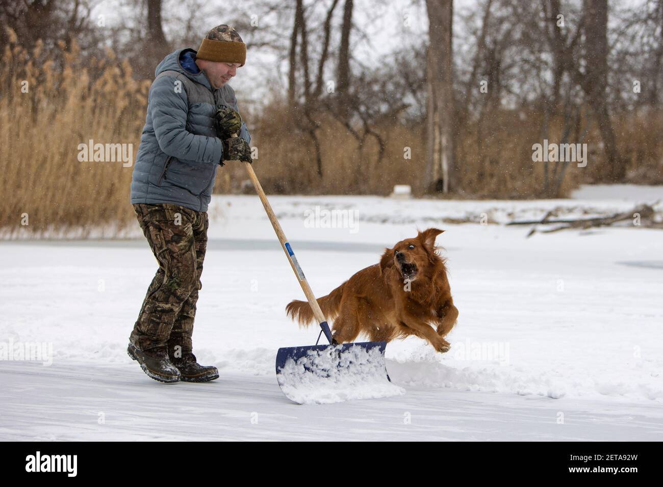 Man with an excited dog shoveling snow on a pond. Stock Photo