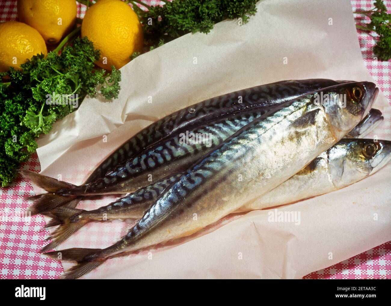 1970s FOUR FRESH ATLANTIC MACKEREL READY TO BE COOKED WITH CURLY