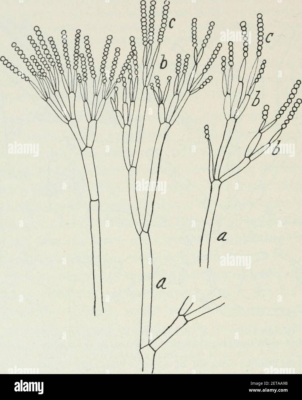 Penicillium glaucum conidiophores (1). Stock Photo