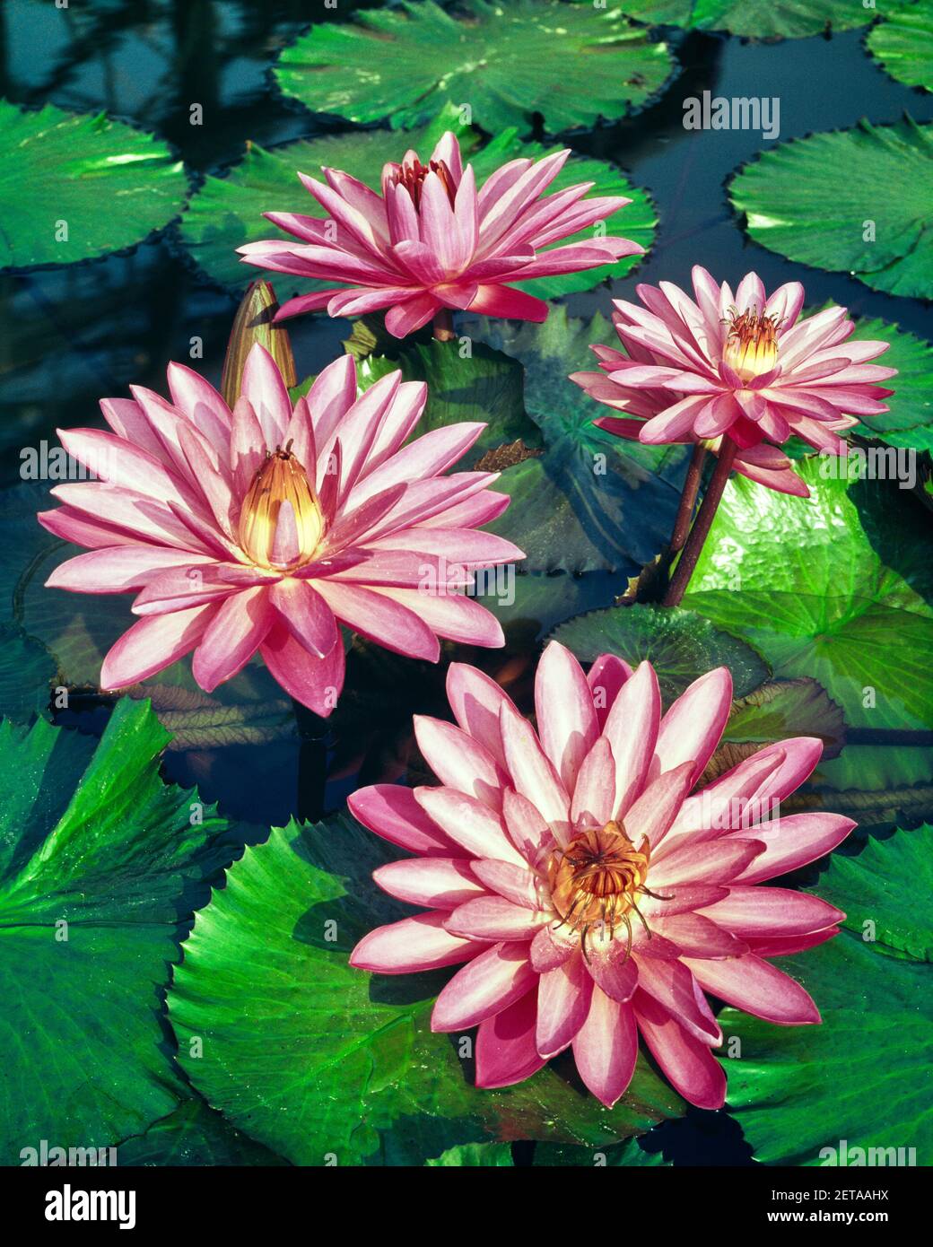 1960s FOUR BLOOMING PINK WATER LILIES Nymphaea pubescens FLOATING ON