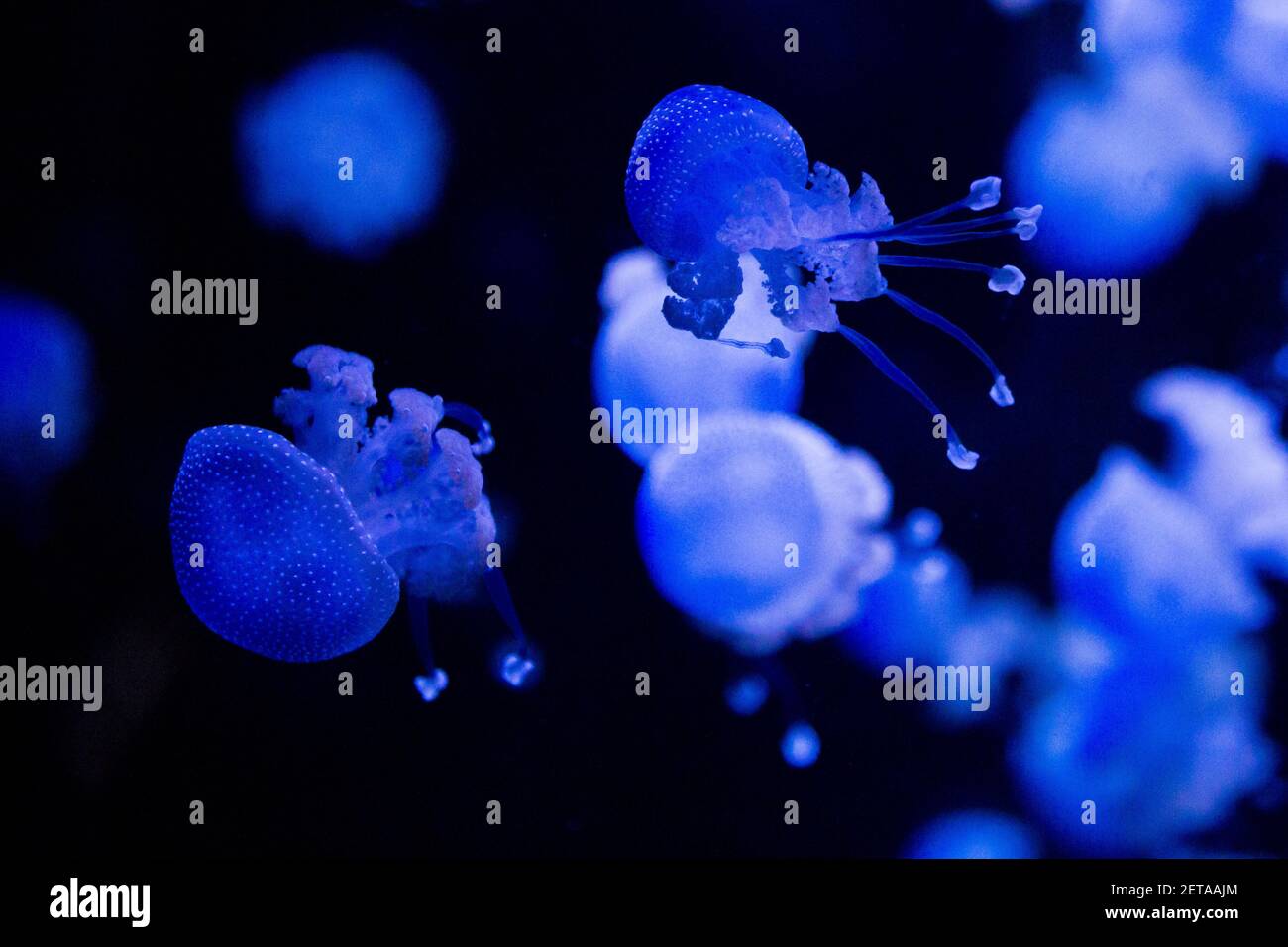 Phyllorhiza punctata jellyfish, also known as the floating bell, Australian spotted jellyfish, brown jellyfish or the white-spotted jellyfish Stock Photo