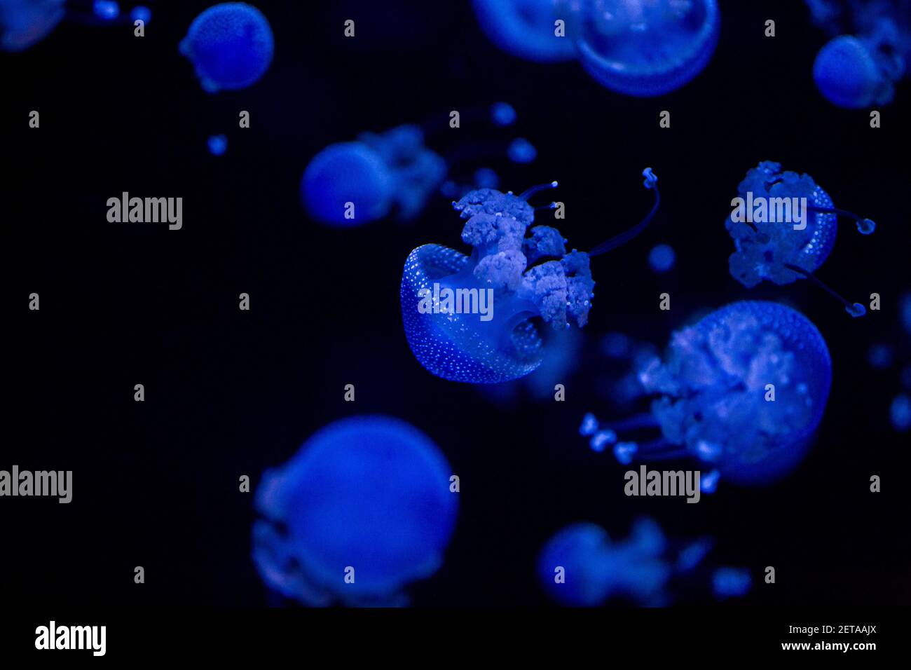 Phyllorhiza punctata jellyfish, also known as the floating bell ...